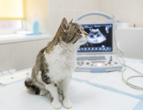 Is Your Pet Okay? Advanced Imaging Can Help!