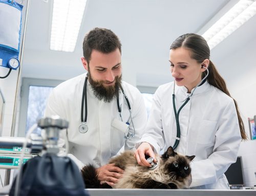 When Liver Disease Becomes Critical: The Role of ICU Support