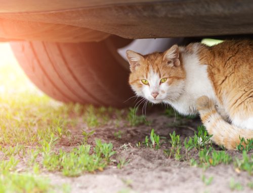 Is Your Pet Safe on Bay Area Streets? A Vet’s Guide to Urban Pet Dangers!