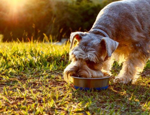 Dangers of Bay Area Dog Parks: shared water bowls, papillomas, CIRDC, fighting, parasites/giardia