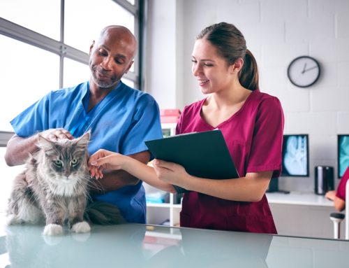 How to Plan Financially for Emergency and Critical Care Veterinary Services