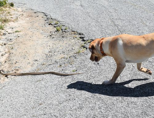 Dangers of Bay Area Dog Parks: shared water bowls, papillomas, CIRDC, fighting, parasites/giardia