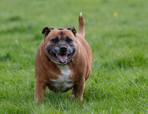Bloat (GDV) in Dogs: A Deadly Condition Every Pet Owner Should Know About