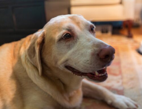 What to Expect During Your Pet’s Chemotherapy Treatment