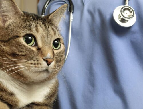 Senior Pet Emergency Care: Common diseases that could land an older pet in the ER