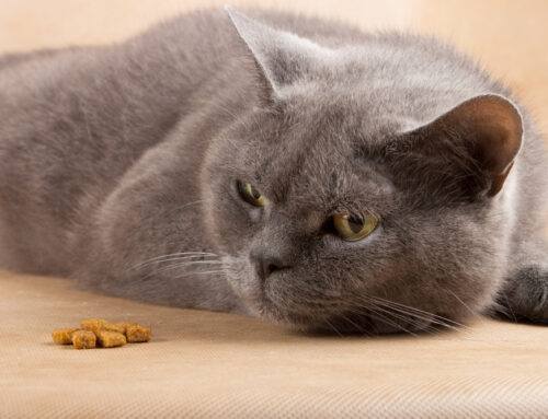 Lethargy and Loss of Appetite: When Subtle Symptoms Indicate a Serious Problem