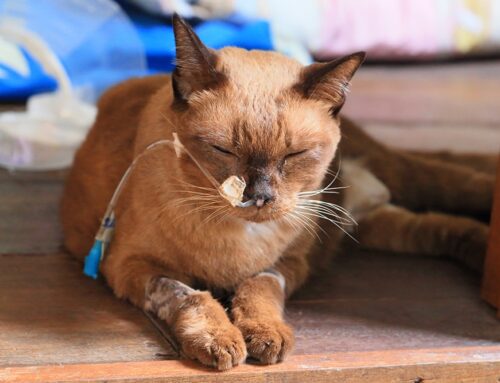 E-Tube Placement: When Your Pet Needs Long-Term Nutritional Support