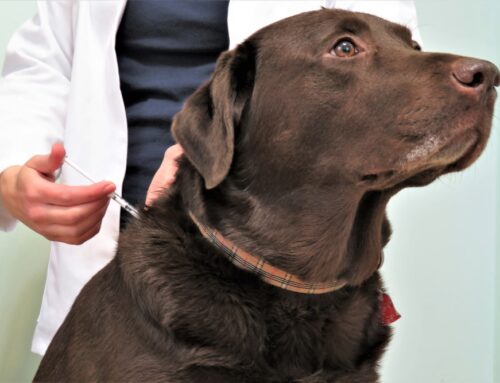 Diabetic Crises in Pets- How to prevent, what to watch for, what the ICU/ER does