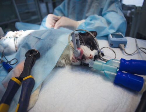 What to Do When Your Pet Collapses: Emergencies That Need Immediate Attention