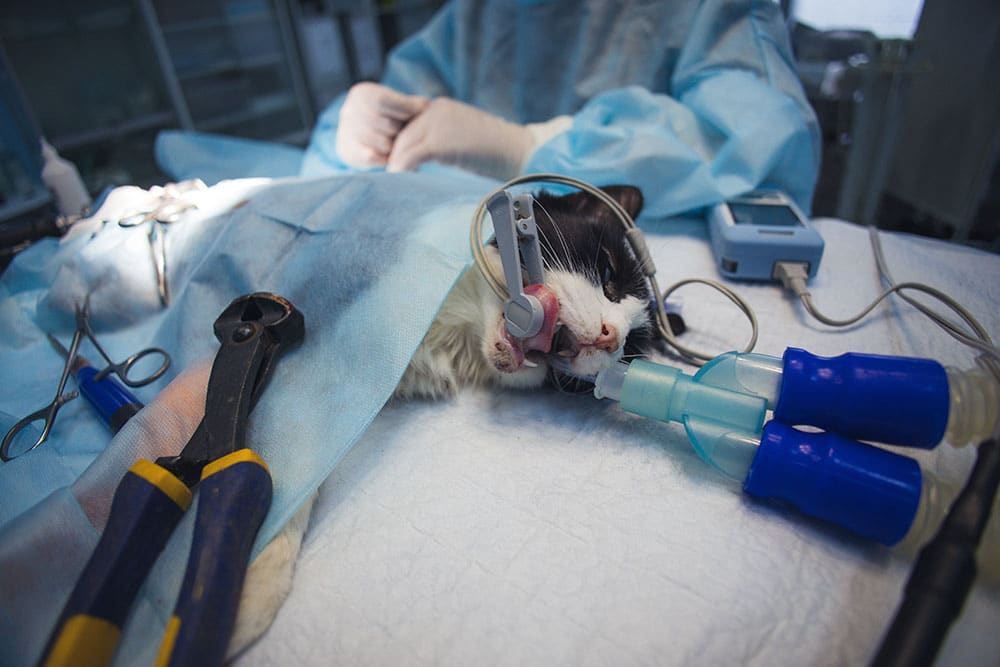 Black and white cat lying on a surgical table under general anesthesia, connected to monitoring equipment, with an anesthetic mask covering its nose and mouth, ready for a veterinary surgical procedure.