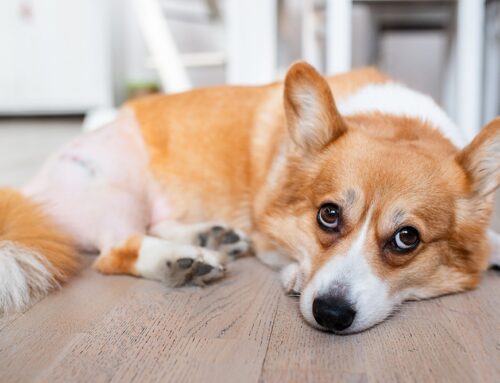 When Orthopedic Injuries Need Emergency Care: Fractures, Tears, and Joint Dislocations