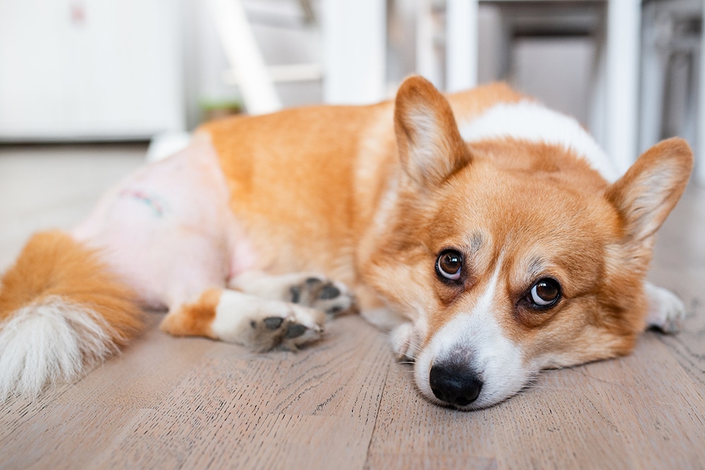 A Pembroke Welsh Corgi resting on a hardwood floor, with the fur on its hind leg shaved for a recent medical procedure.