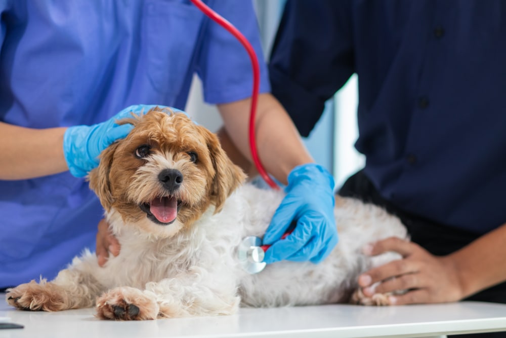 Veterinarian using a stethoscope to examine a dog’s health during a routine veterinary checkup, illustrating professional assessment and preventive care.