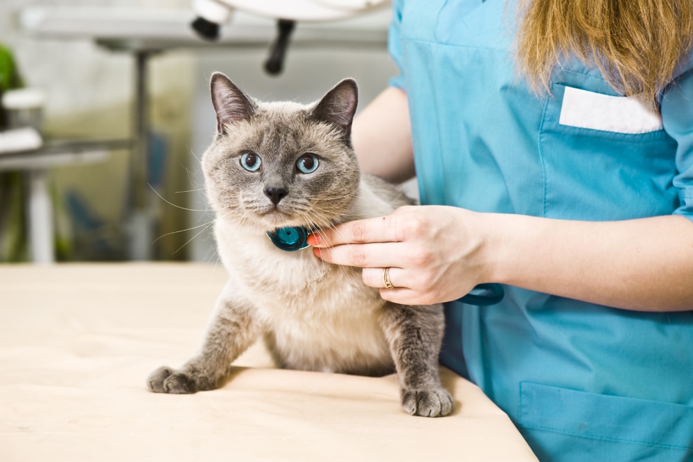 Veterinarian examining a Siamese cat on an exam table during a routine veterinary check-up, assessing the cat’s health in a clinic setting.