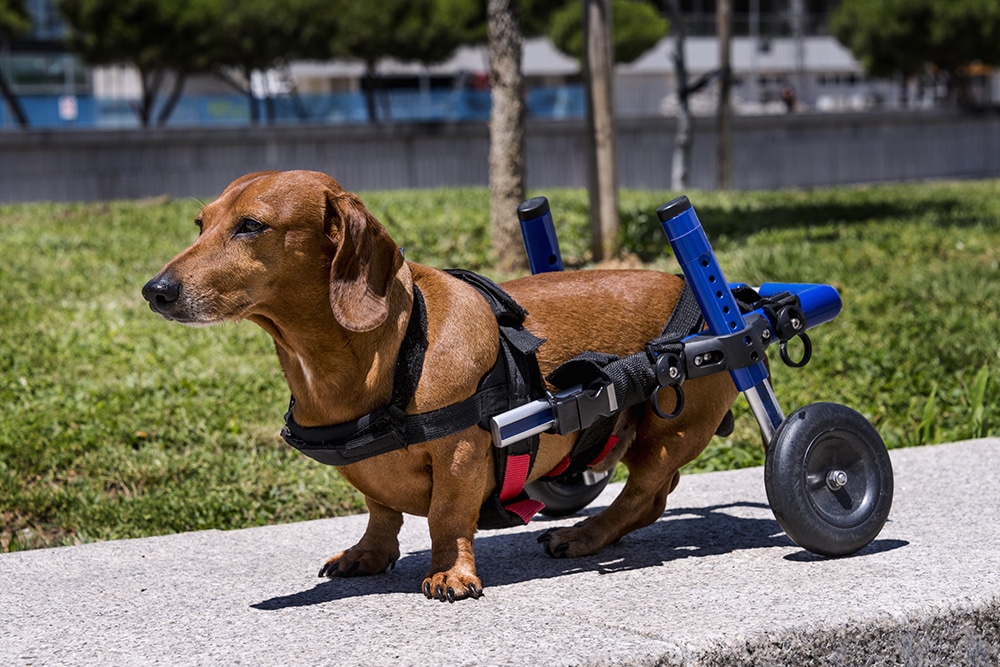 Disabled Dachshund dog in a custom-fit wheelchair on a concrete path with grass and trees in the background.