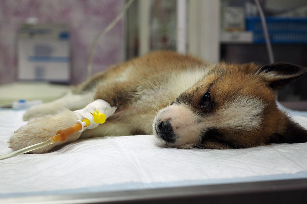 Close-up of a small, tricolor (brown, white, and black) puppy lying quietly on a white examination mat, with an intravenous (IV) catheter inserted and secured in its front leg. Image illustrates a sick puppy receiving fluid therapy or medication in a veterinary hospital setting.