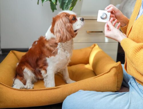 Parasite Emergencies – What is (anemia secondary to parasites, severe infection/discomfort, intestinal blockage, heart failure, etc), and What isn’t (tick removal, fleas, ear mites, worm in vomit/stool, etc)