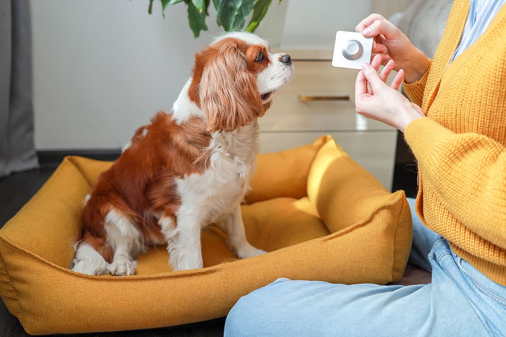 Close-up of a dog being given oral medication