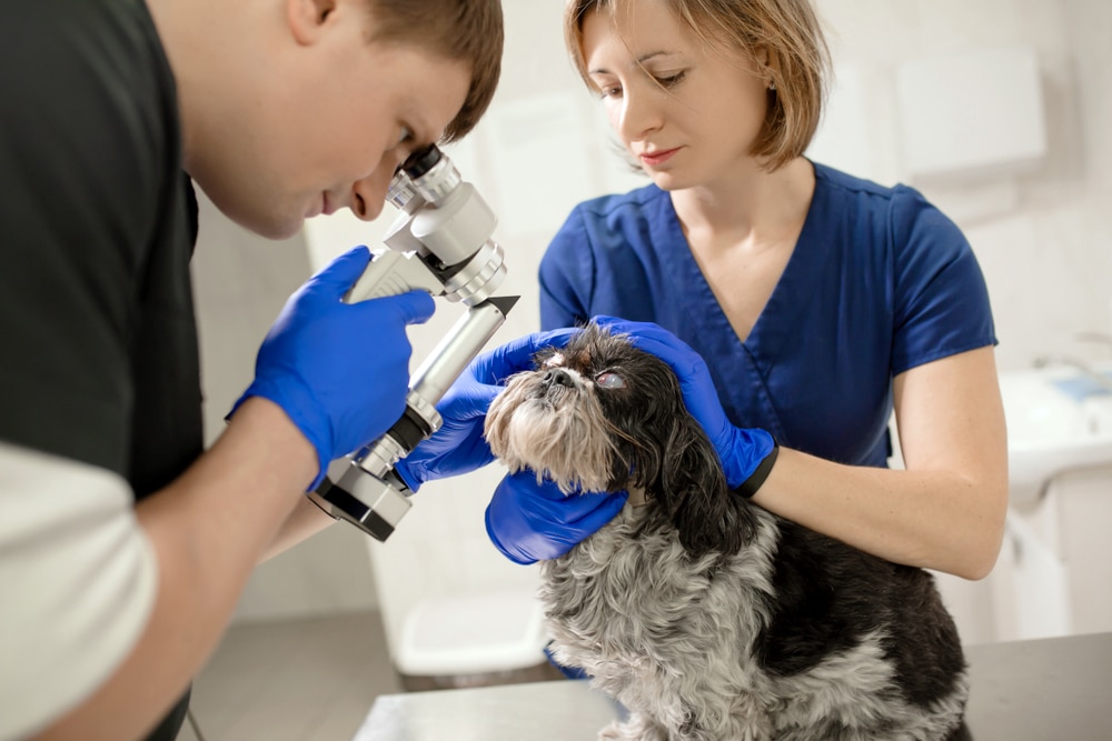 Veterinarian performing an eye exam on a pet dog at a veterinary clinic.