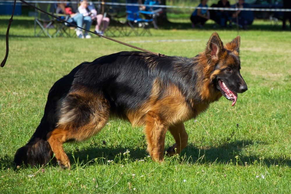 German Shepherd standing on a grassy field on a leash, tongue out, with spectators seated in the background