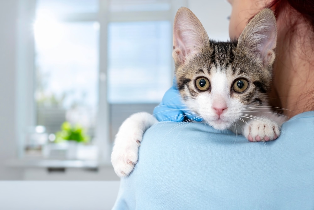 A wide-eyed tabby and white kitten peeks over the shoulder of a veterinary professional wearing light blue scrubs in a bright clinic setting.
