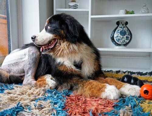 Total Hip Replacement for Dogs: Advanced Surgical Solutions at Omega