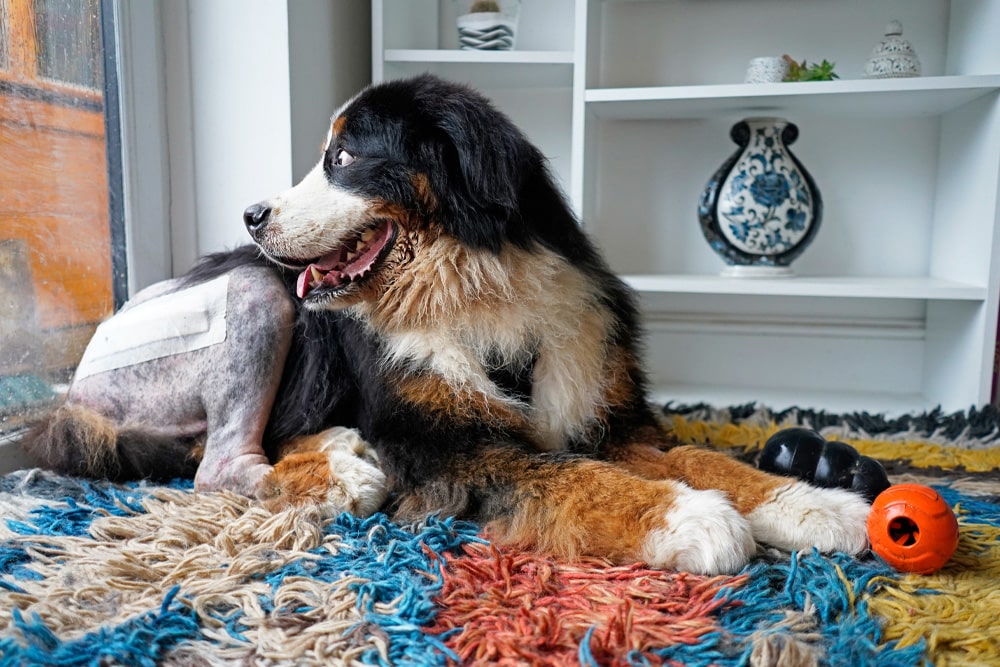 Bernese Mountain Dog lying on a colorful rug indoors, with a shaved and bandaged hind leg, looking out a window beside dog toys.