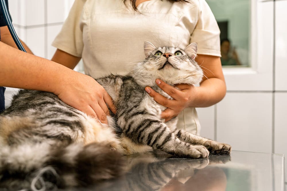 Tabby cat during a health check-up at a veterinary clinic.