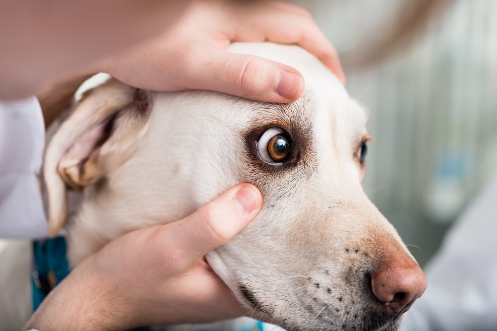 Veterinarian examining a dog’s eye during a pet eye-care check.