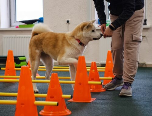 Post-Op Rehab: What’s Essential vs Optional