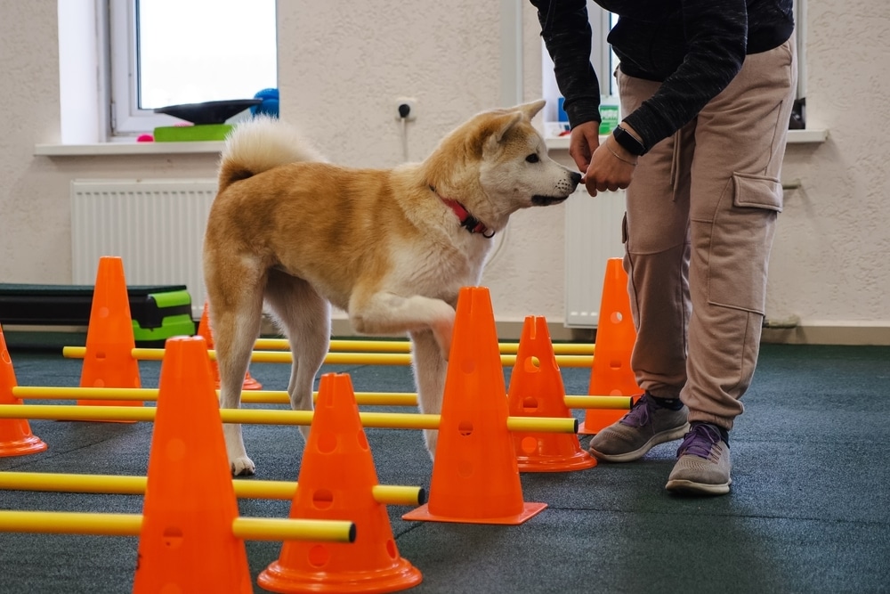 A tan and white Akita dog steps over yellow cavaletti poles supported by orange cones during an indoor agility and fitness training session with its handler.