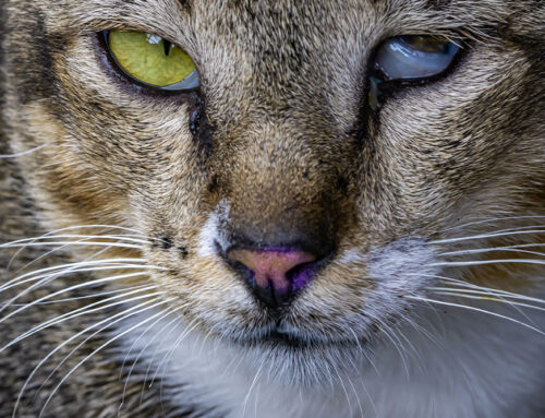 What Does a Board-Certified Veterinary Ophthalmologist Do? (And When to Refer)