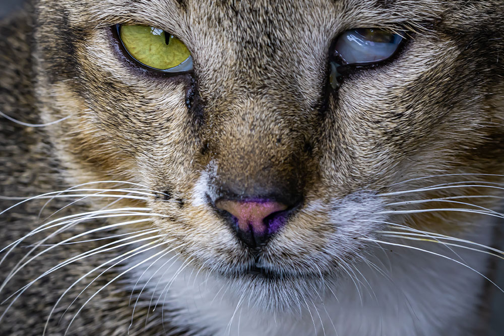 A close-up of a tabby cat’s face showing one clear eye and one cloudy, possibly infected eye with discharge.
