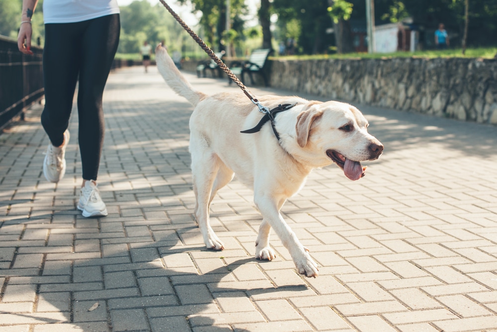 A person walking a yellow Labrador Retriever on a leash along a paved park path on a sunny day.