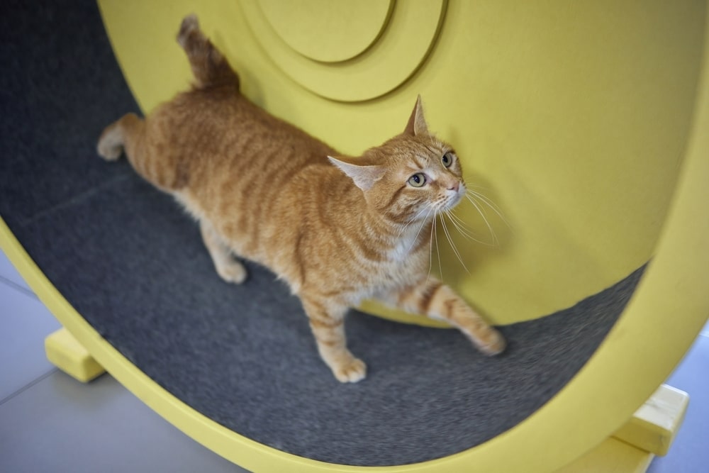 An orange tabby cat runs on a large yellow exercise wheel indoors to maintain fitness and activity levels.