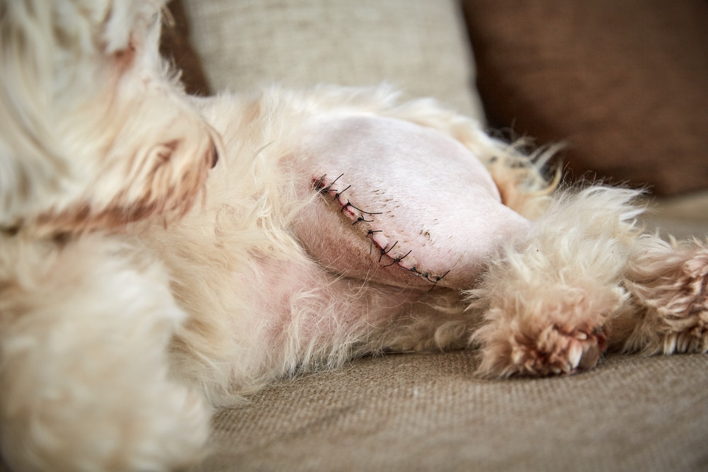 A close-up of a white dog's shaved side featuring a surgical incision with visible stitches.
